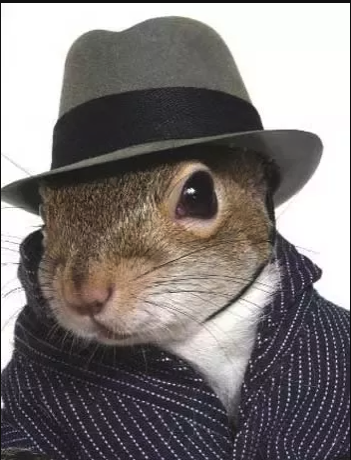 Image of Squirrel in suit, i.e. Ship It Squirrel from GitHub